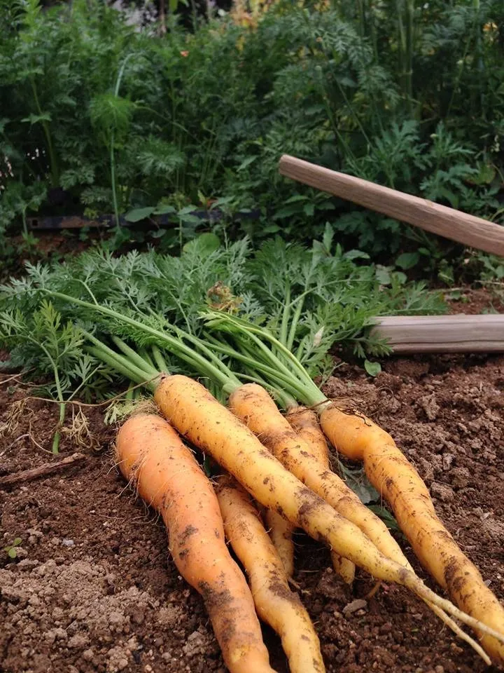 無農薬・無化学肥料の野菜たち